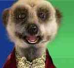 meerkat