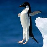 The Non-SEO Guide to The Penguin Update