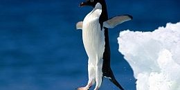 penguin2